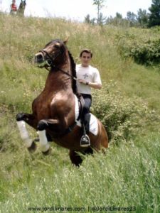 caballo PRE