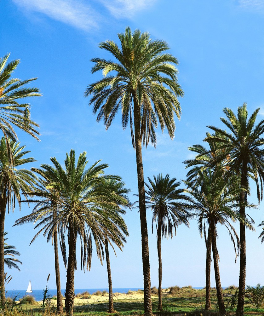 visita guiada torrevieja